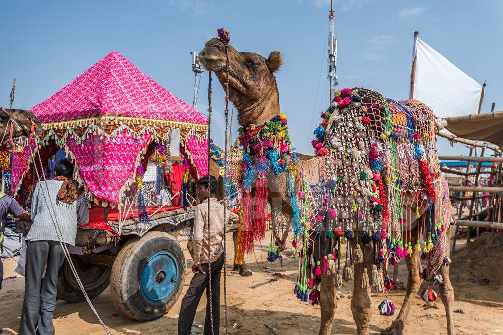 Decorated Indian camel in the animal tourism industry used to give tourist rides at Pushkar camel fair in Rajasthan, India, 2019