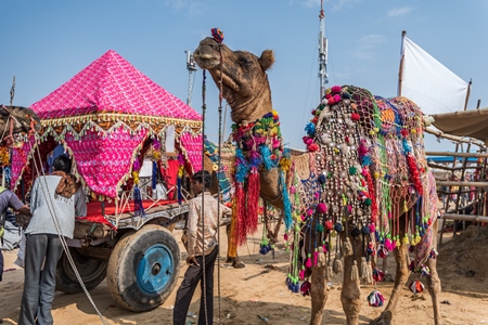Decorated Indian camel in the animal tourism industry used to give tourist rides at Pushkar camel fair in Rajasthan, India, 2019