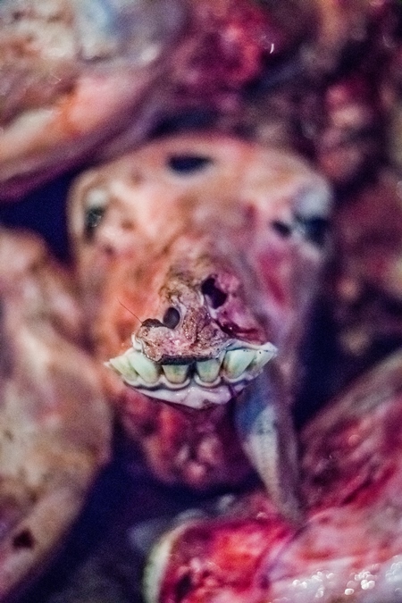 Head of skinned buffalo at Crawford meat market in Mumbai