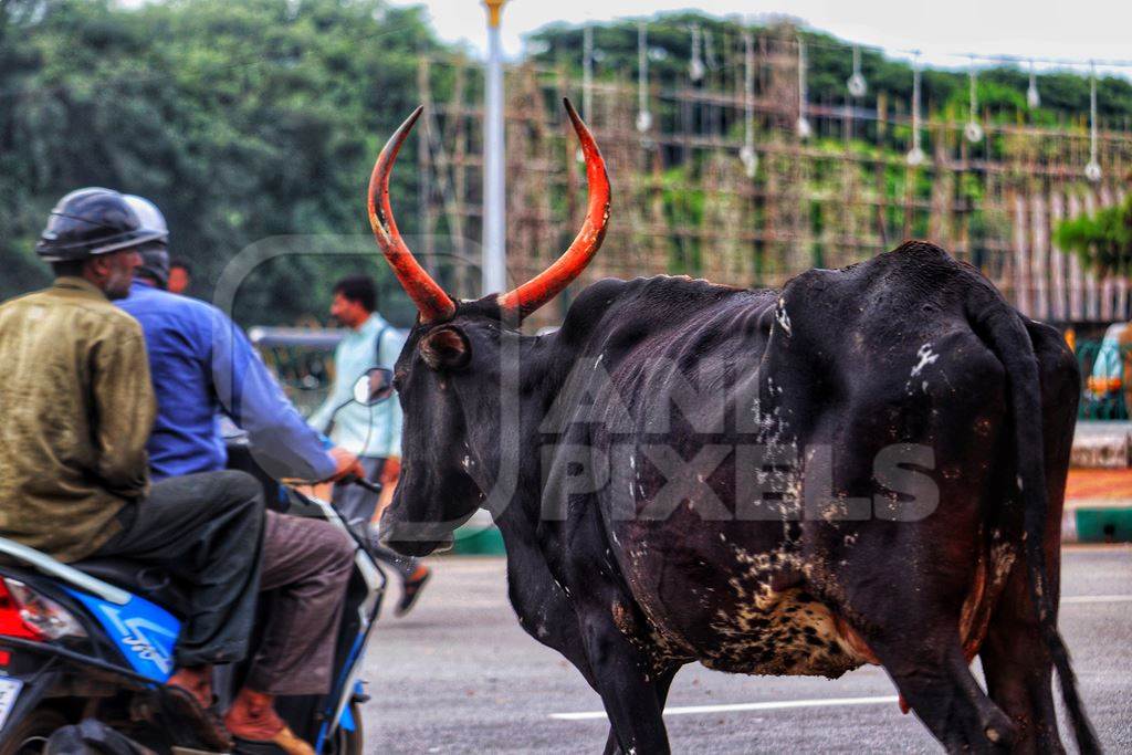Bullock with large orange horns on street in urban city