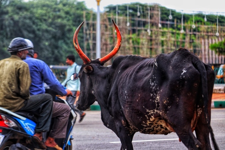 Bullock with large orange horns on street in urban city