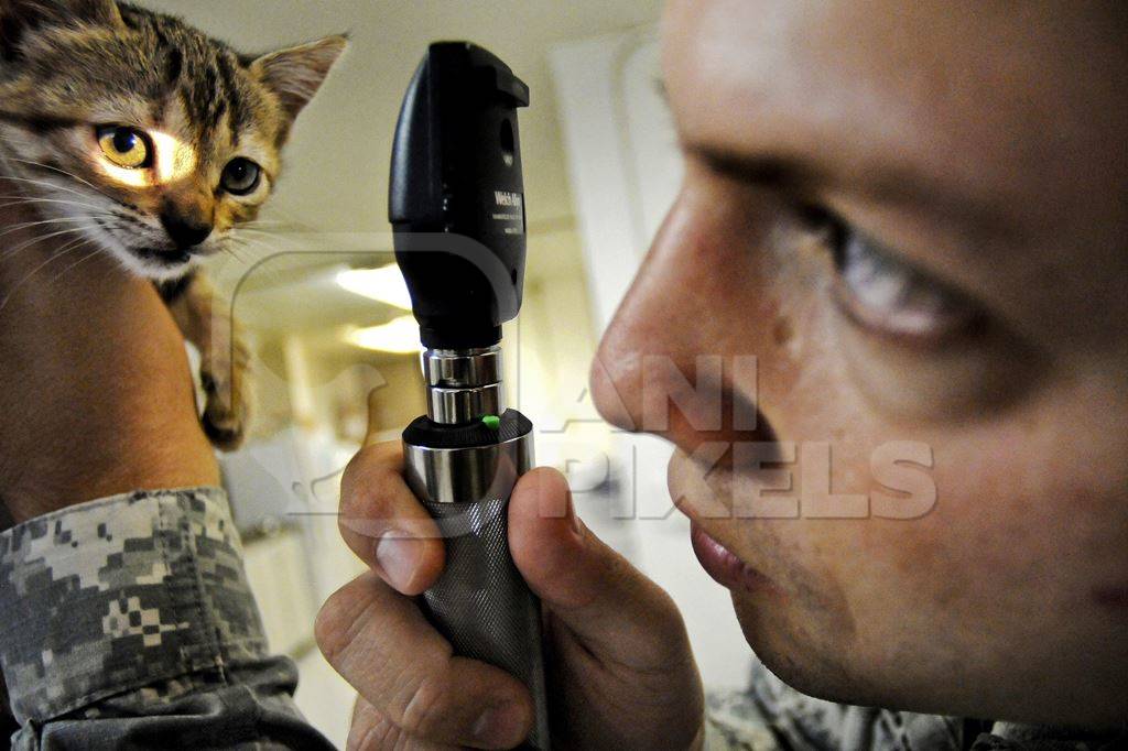 Veterinary surgeon examining kitten with optical instrument