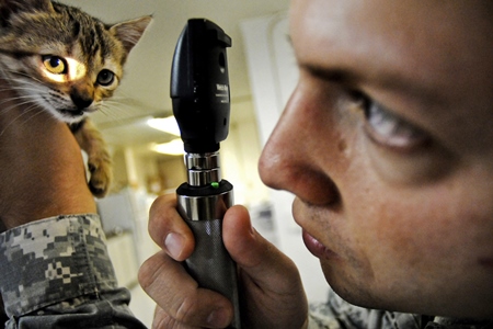 Veterinary surgeon examining kitten with optical instrument