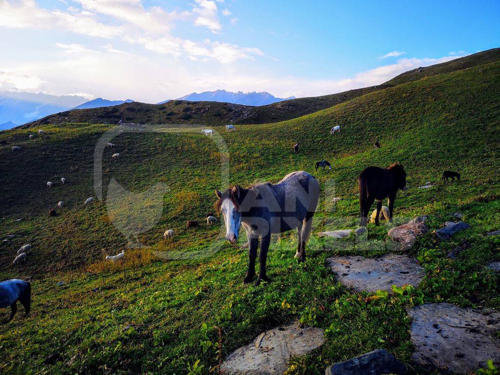 Ponies ina green field in Himachal Pradesh mountains with blue sky background