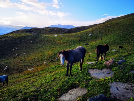 Ponies ina green field in Himachal Pradesh mountains with blue sky background