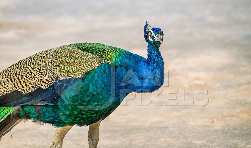 Beautiful blue Indian peacock bird in Rajasthan