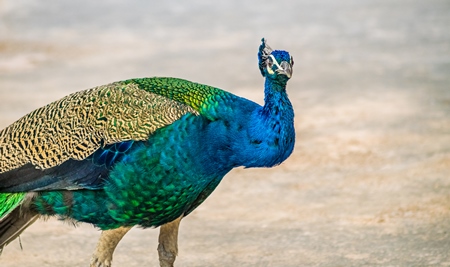 Beautiful blue Indian peacock bird in Rajasthan