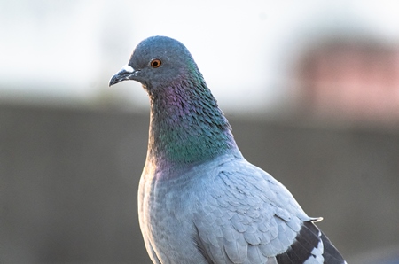 Indian pigeon bird in urban city in India