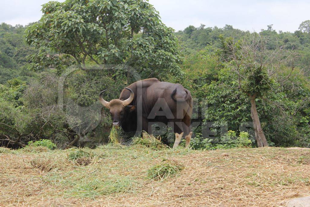 Indian gaur bison in the countryside