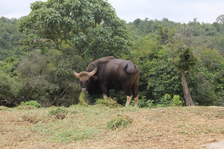 Indian gaur bison in the countryside