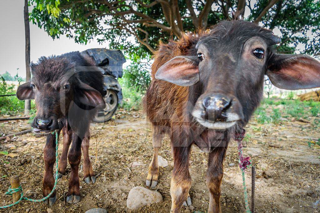 Farmed buffalo calves tied up in a rural village