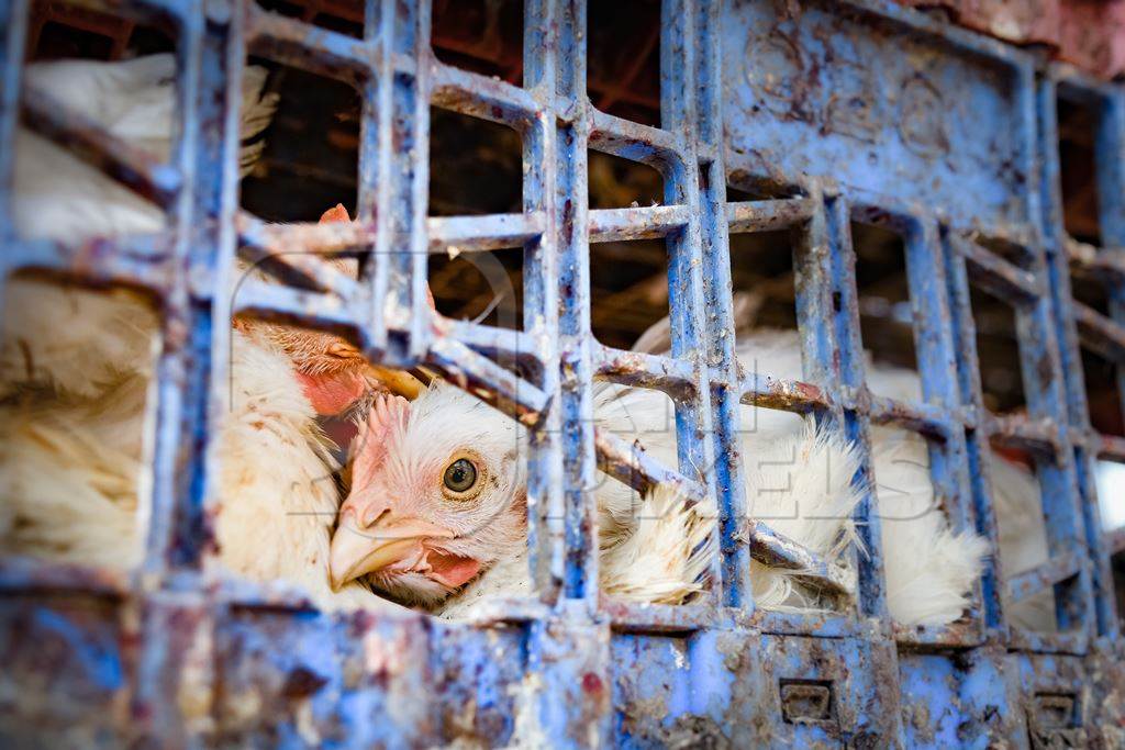 Close up of Indian broiler chickens looking out of crates at Ghazipur murga mandi, Ghazipur, Delhi, India, 2022