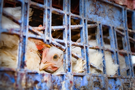 Close up of Indian broiler chickens looking out of crates at Ghazipur murga mandi, Ghazipur, Delhi, India, 2022