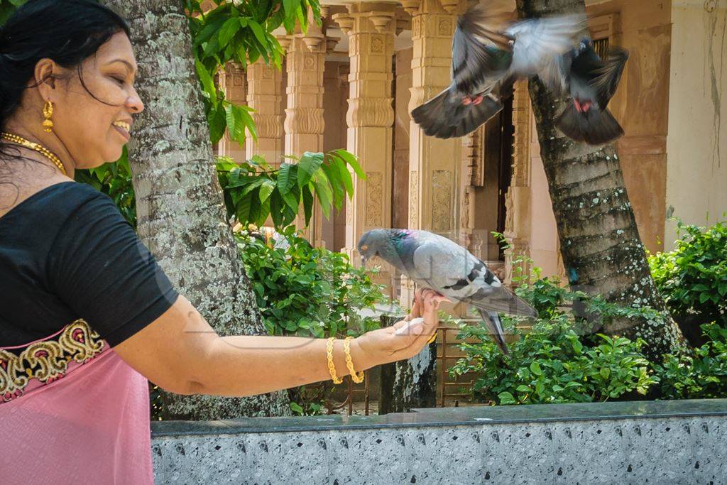 Lady in sari feeding flock of pigeons inside temple courtyard