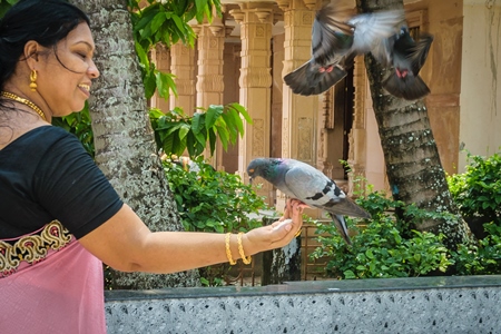 Lady in sari feeding flock of pigeons inside temple courtyard