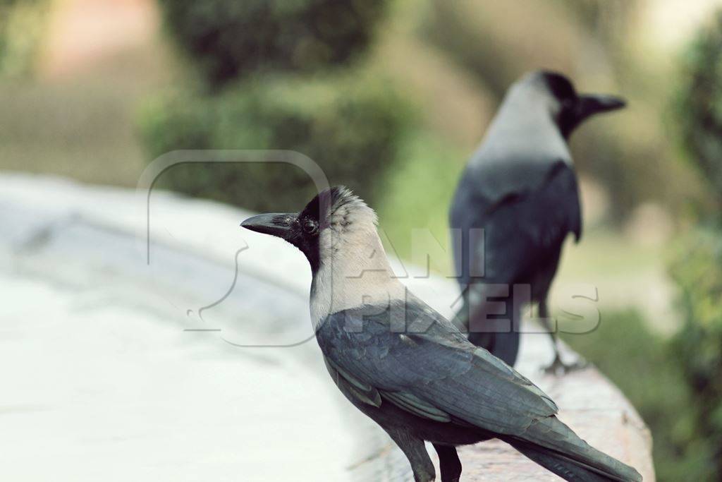 Two house crows sitting