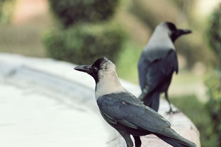 Two house crows sitting