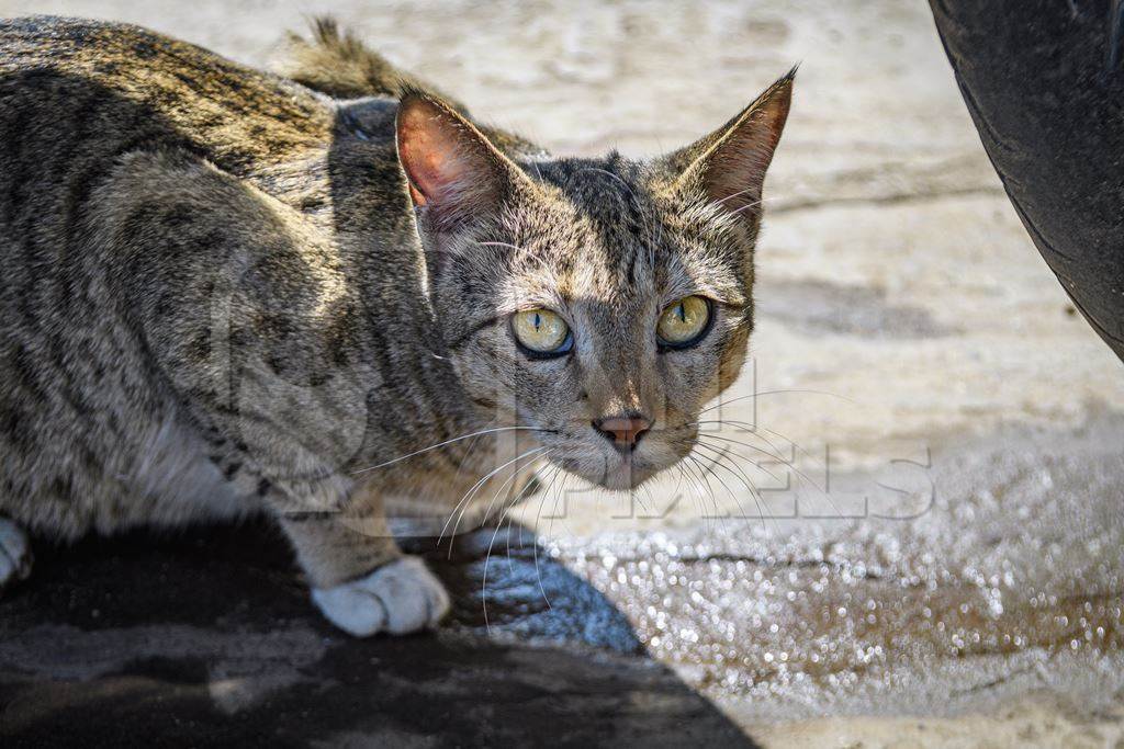 Street or stray cat with tabby coat on the street in the city of Ajmer, Rajasthan, India, 2022