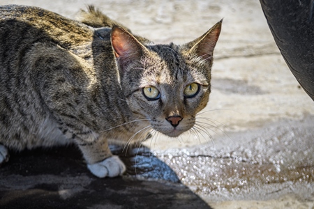 Street or stray cat with tabby coat on the street in the city of Ajmer, Rajasthan, India, 2022