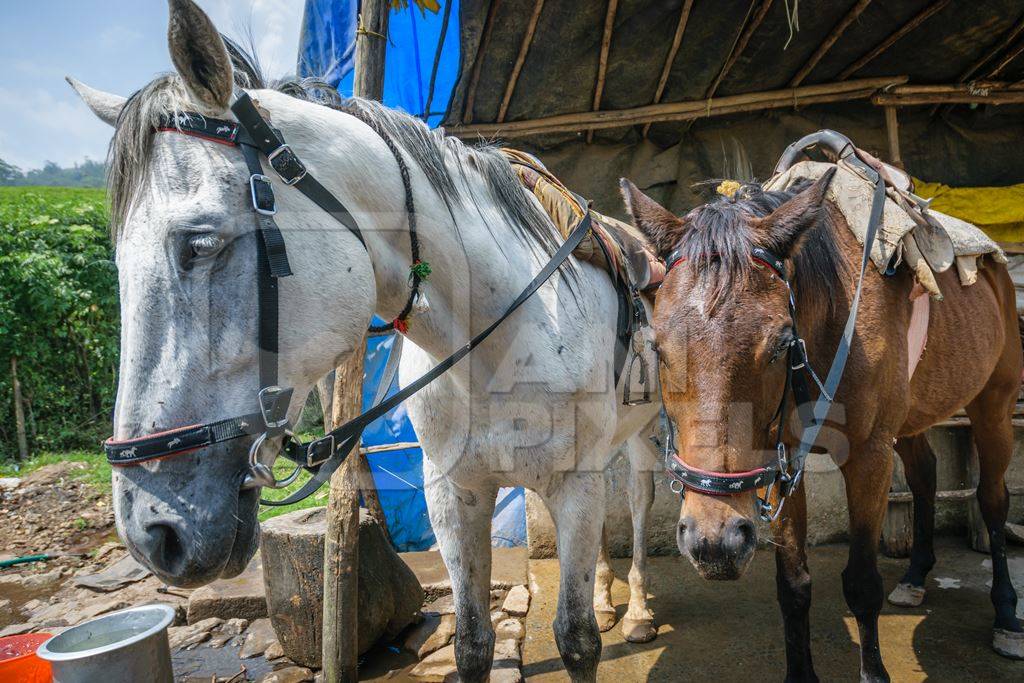 Horses of ponies tied up with bridle and saddle waiting for tourists rides in Kerala