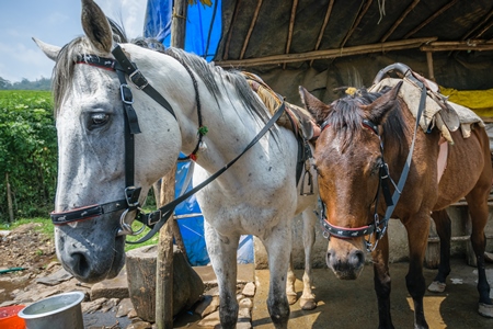 Horses of ponies tied up with bridle and saddle waiting for tourists rides in Kerala