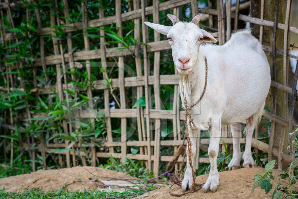 White mother goat tied up in a village in rural Assam