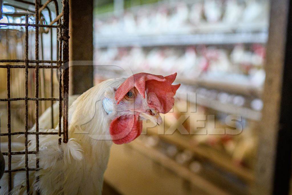 Indian chicken or layer hen looks out from a wire battery cage  on an egg farm on the outskirts of Ajmer, Rajasthan, India, 2022