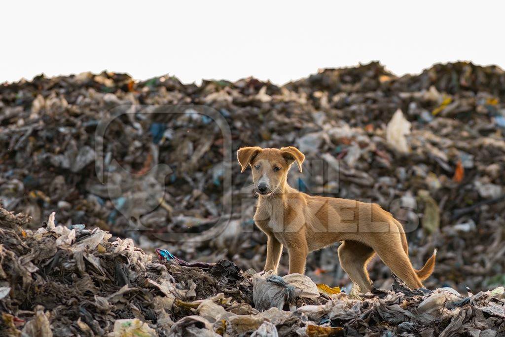 Indian street or stray pariah puppy dog on mountain of plastic waste at a garbage depot in urban city in Maharashtra, India, 2022