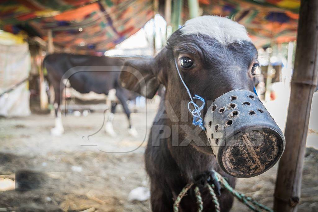 Small baby Indian buffalo calf with mouthblock on to prevent calf suckling, India