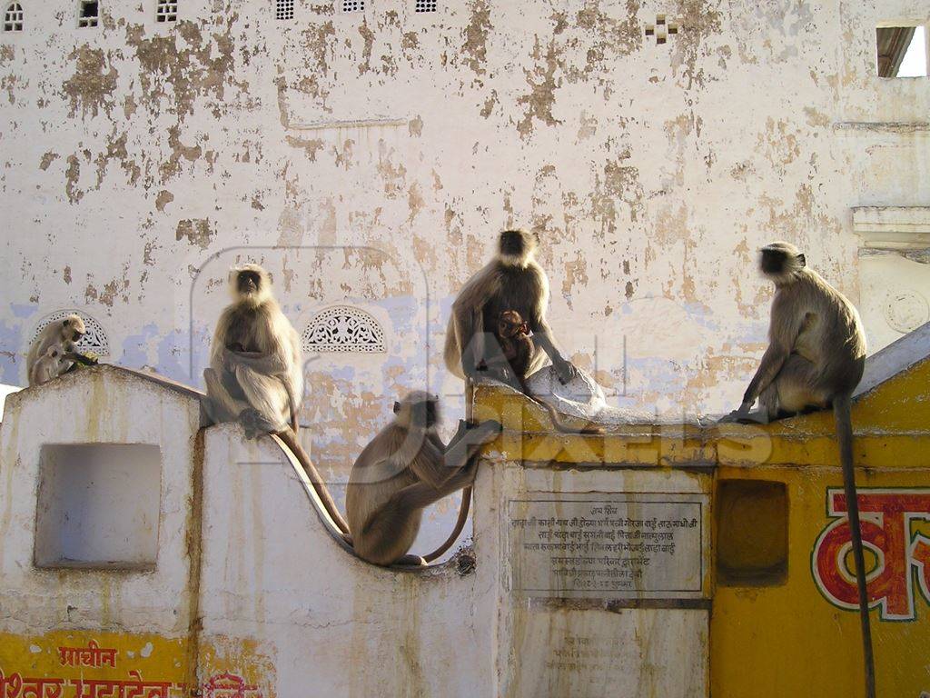 Grey langurs sitting on roof tops