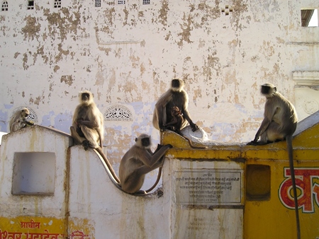 Grey langurs sitting on roof tops