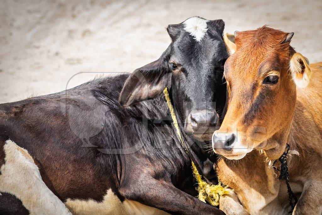 Two cows lying down next to each other in street in rural town