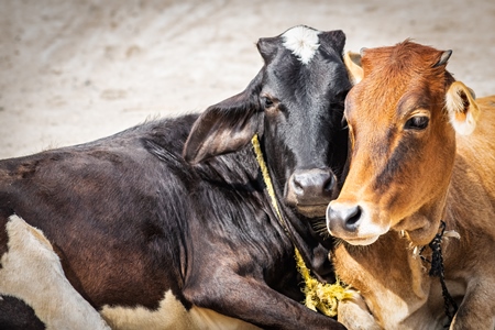 Two cows lying down next to each other in street in rural town