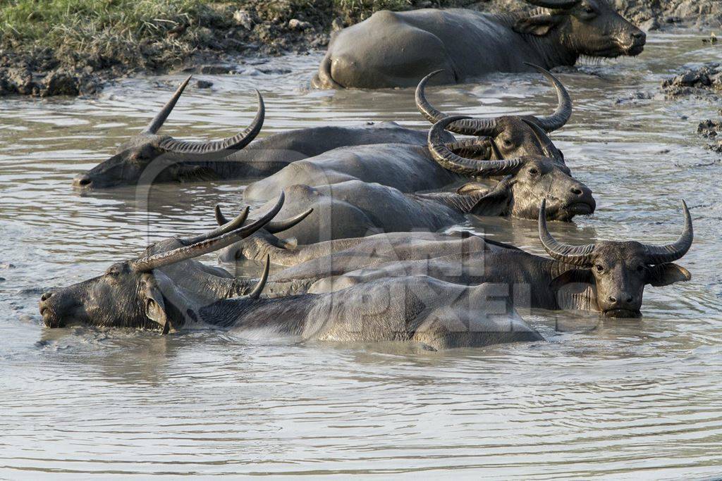 Herd of asiatic wild buffalo wallowing in water
