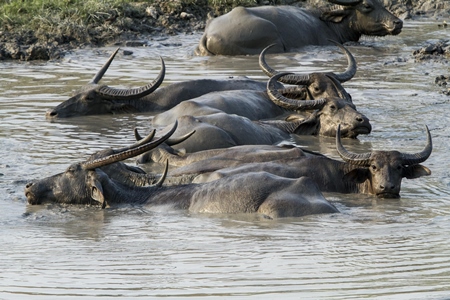 Herd of asiatic wild buffalo wallowing in water