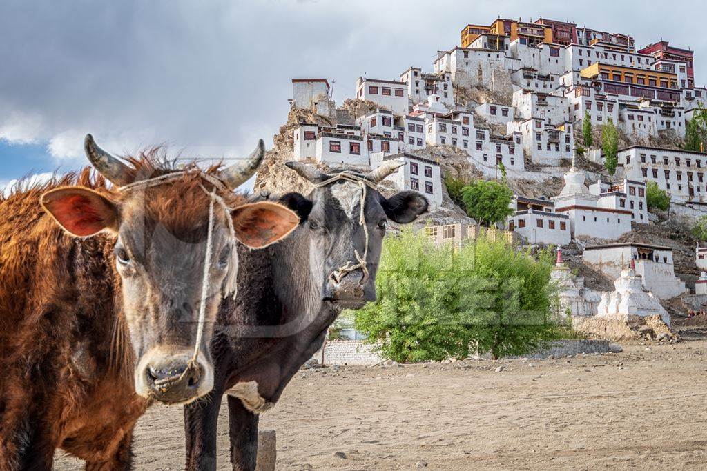 Two cows with nose ropes looking at the camera with monastery in background in Ladakh in the Himalayas