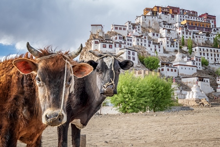 Two cows with nose ropes looking at the camera with monastery in background in Ladakh in the Himalayas