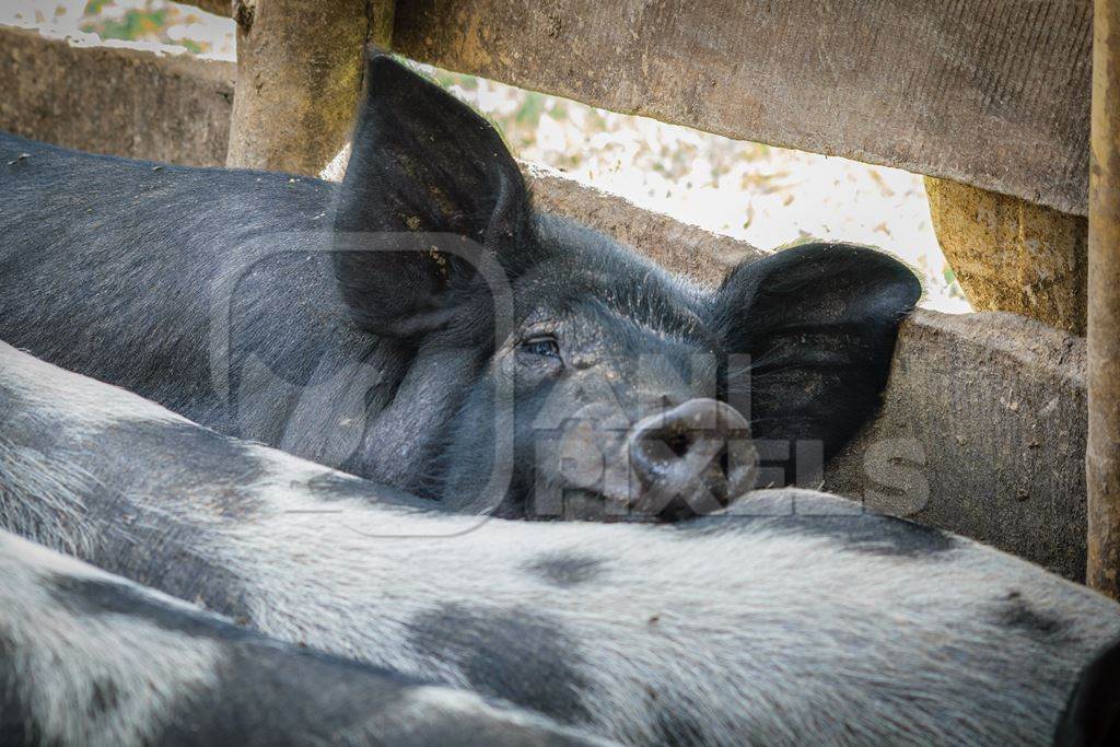 Pigs in pig pen on rural farm in Manipur