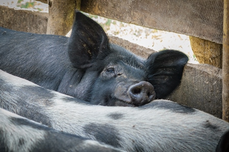 Pigs in pig pen on rural farm in Manipur