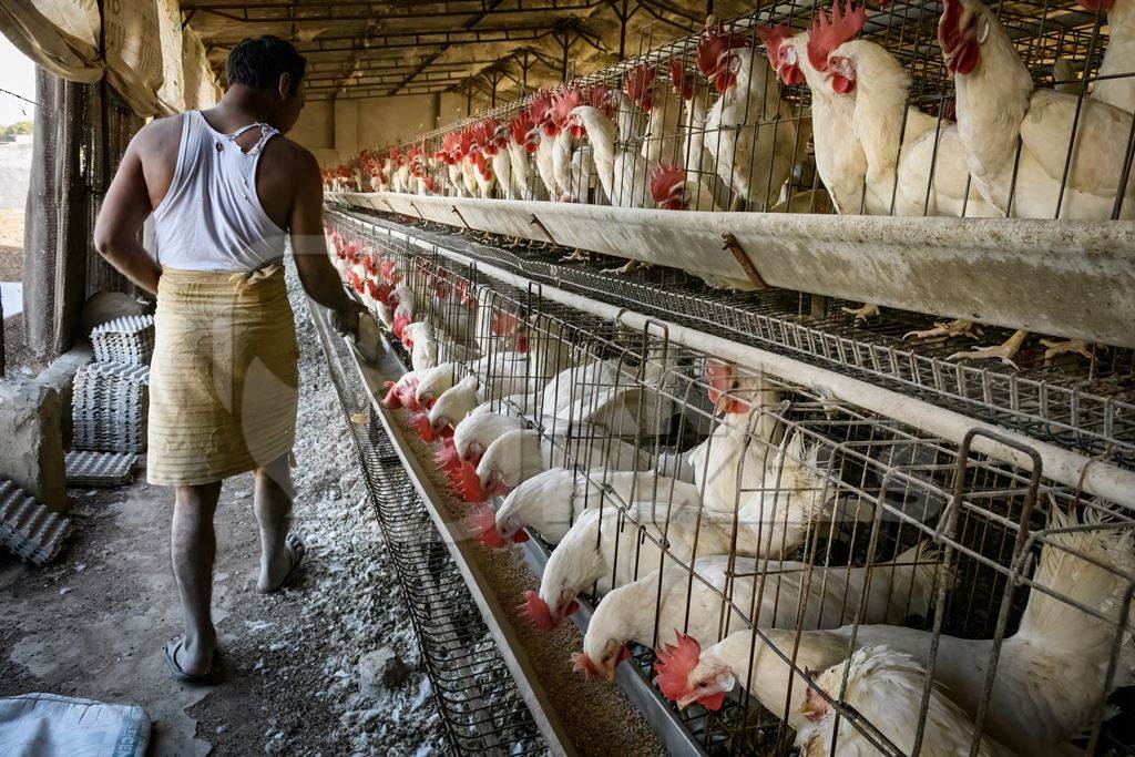 A farmer feeds Indian chickens or layer hens in battery cages on an egg farm on the outskirts of Ajmer, Rajasthan, India, 2022