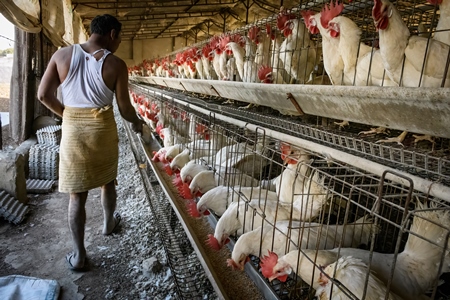 A farmer feeds Indian chickens or layer hens in battery cages on an egg farm on the outskirts of Ajmer, Rajasthan, India, 2022