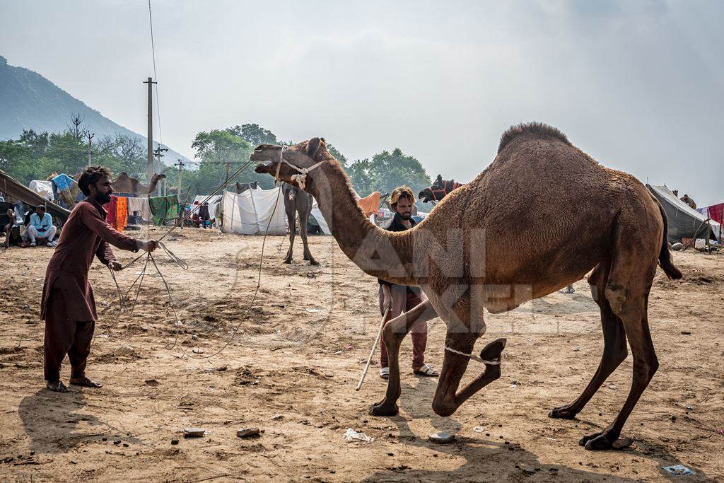 Camel with leg tied up and hit to train it to dance at Pushkar camel fair