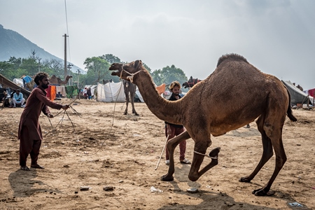 Camel with leg tied up and hit to train it to dance at Pushkar camel fair