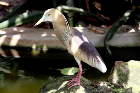 Indian pond heron standing on a rock in dappled sunlight