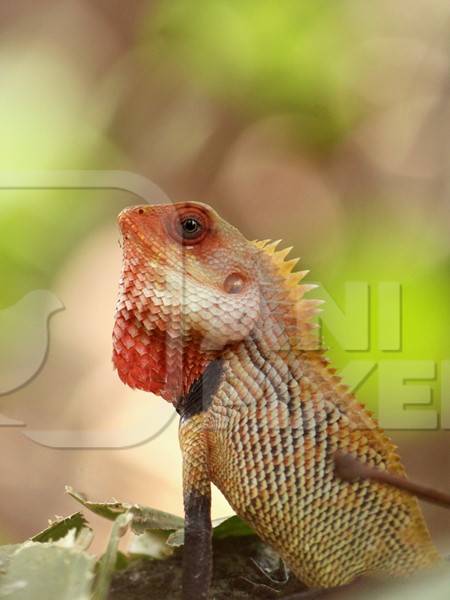 Oriental garden lizard in Kerala