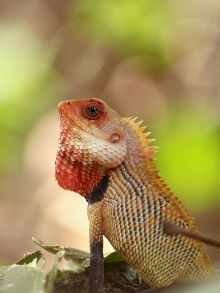 Oriental garden lizard in Kerala