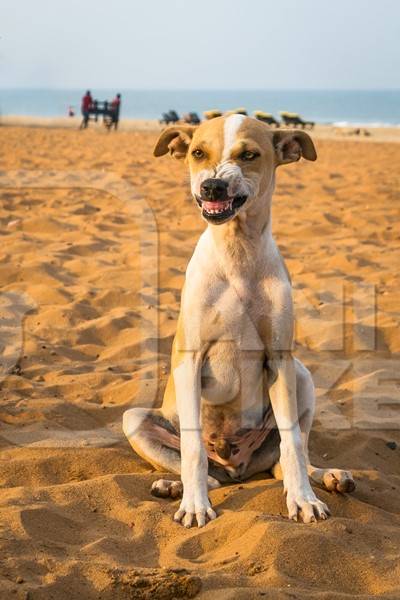 Stray street puppy baring teeth while playing on beach in Goa