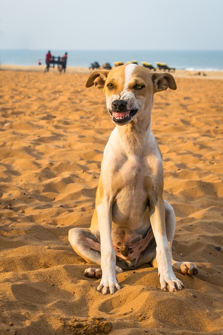 Stray street puppy baring teeth while playing on beach in Goa