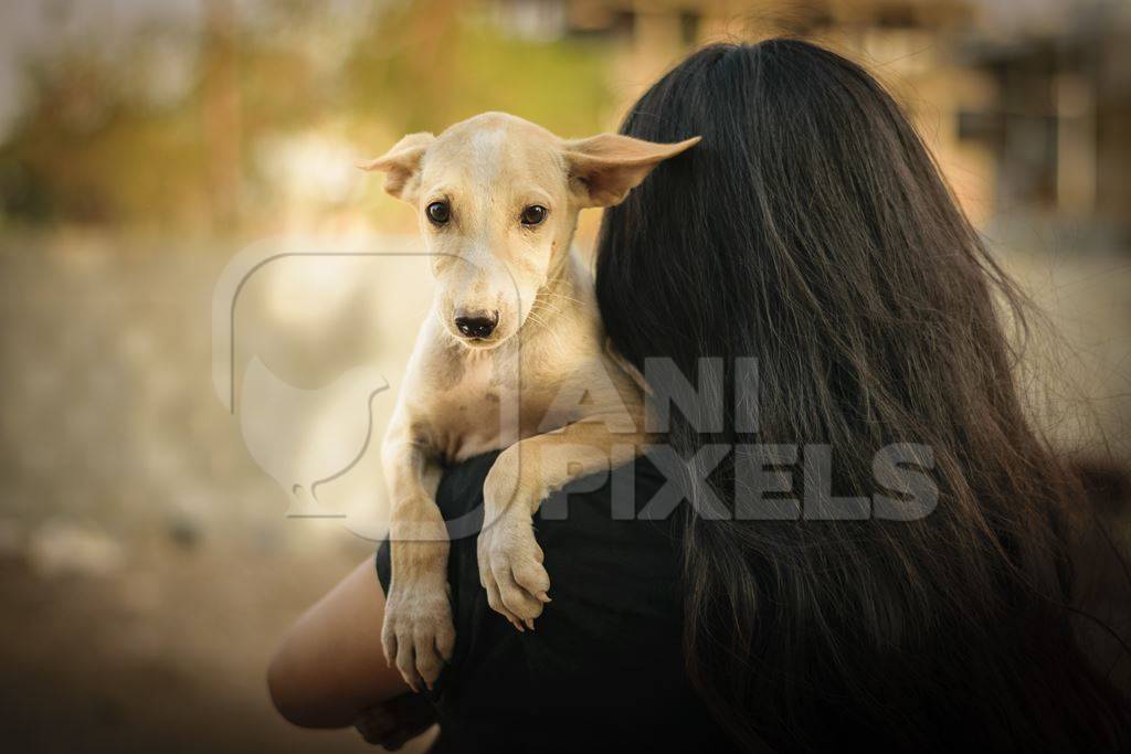 Volunteer animal rescuer girl with long brown hair holding a pale brown street puppy in her arms