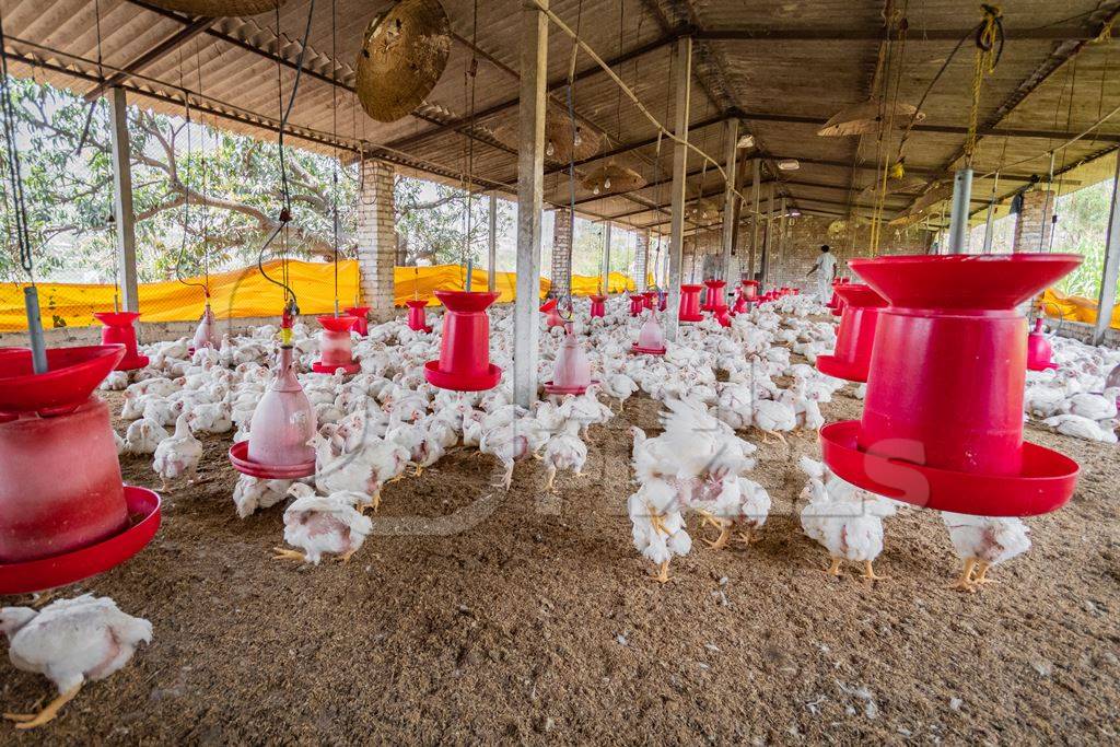 Hundreds of Indian broiler chickens in a shed on a poultry farm in Maharashtra in India